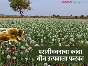 परागीभवनाअभावी कांदा बीज उत्पन्नात यंदा मोठी घट; शेतकऱ्यांचा लागवड खर्चही निघेना - Marathi News | There has been a big drop in onion seed yield this year due to lack of pollination; Farmers have not even covered their planting expenses | Latest farming-ideas News at Lokmat.com
