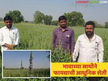 भावाच्या साथीने मेक्सिकोच्या 'चिया'चा मांडव्यात नारायणरावांचा यशस्वी प्रयोग; दीड एकरातून सव्वा लाखांचे उत्पन्न - Marathi News | Narayanrao's successful experiment with Mexican 'Chia' in Mandwa with his brother; Income of Rs. 1.25 lakh from one and a half acres | Latest News at Lokmat.com