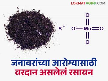 गोठ्यातील स्वस्त, सोपा आणि सुरक्षित स्वच्छतेचा उपाय; ‘हे’ रसायन ठरतंय रोगराईवर रामबाण पर्याय - Marathi News | Cheap, easy and safe solution for cleaning cowsheds; 'This' chemical is proving to be a panacea against disease | Latest News at Lokmat.com