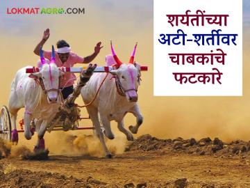 मुक्या जिवाच्या 'त्या' दुर्दैवी घटनेने बैल गाडा शर्यतीत होणाऱ्या बैलांच्या छळाचा मुद्दा पुन्हा ऐरणीवर - Marathi News | The unfortunate incident of Mukya Jiwa has once again brought to the fore the issue of bailgada sharayat | Latest News at Lokmat.com मुक्या जिवाच्या 'त्या' दुर्दैवी घटनेने बैल गाडा शर्यतीत होणाऱ्या बैलांच्या छळाचा मुद्दा पुन्हा ऐरणीवर - Marathi News | The unfortunate incident of Mukya Jiwa has once again brought to the fore the issue of bailgada sharayat | Latest News at Lokmat.com