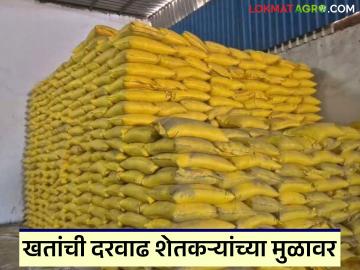 रब्बी पिकांचा खर्च वाढणार! खतांच्या दरवाढीमुळे शेतकऱ्यांचे आर्थिक गणित कोलमडले - Marathi News | The cost of Rabi crops will increase! The financial calculations of farmers have collapsed due to the increase in fertilizer prices. | Latest News at Lokmat.com