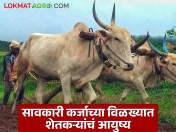 कधी सुटणार शेतकऱ्यांच्या आयुष्यातून कर्जाचा फास? अवैध सावकारांचे जाळे पसरलेलेच - Marathi News | When will the noose of debt be removed from the lives of farmers? The web of illegal moneylenders is spreading | Latest News at Lokmat.com कधी सुटणार शेतकऱ्यांच्या आयुष्यातून कर्जाचा फास? अवैध सावकारांचे जाळे पसरलेलेच - Marathi News | When will the noose of debt be removed from the lives of farmers? The web of illegal moneylenders is spreading | Latest News at Lokmat.com