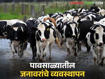 तुमच्या गुरांना घटसर्प, फऱ्या, पायलाग तर नाही ना? पावसाळ्यात जनावरांची 'अशी' घ्या काळजी - Marathi News | Your cattle don't have gonorrhea, scabies, or scabies, right? Take care of your animals in this way during the monsoon season. | Latest News at Lokmat.com