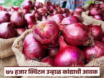 धुळे अन् नाशिक जिल्ह्यातून आज सर्वाधिक कांदा आवक; वाचा आजचे कांदा बाजारभाव - Marathi News | Maximum onion arrival today from Dhule and Nashik districts; Read today's onion market price | Latest market-yard News at Lokmat.com
