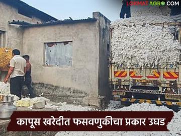 शेतकऱ्याच्या सतर्कतेने व्यापाऱ्याचा डाव फसला; कापूस खरेदी मोजमापात फसवणुकीचा प्रयत्न उघड - Marathi News | Farmer's vigilance foils trader's plot; Attempted fraud in cotton purchase measurement exposed | Latest News at Lokmat.com शेतकऱ्याच्या सतर्कतेने व्यापाऱ्याचा डाव फसला; कापूस खरेदी मोजमापात फसवणुकीचा प्रयत्न उघड - Marathi News | Farmer's vigilance foils trader's plot; Attempted fraud in cotton purchase measurement exposed | Latest News at Lokmat.com