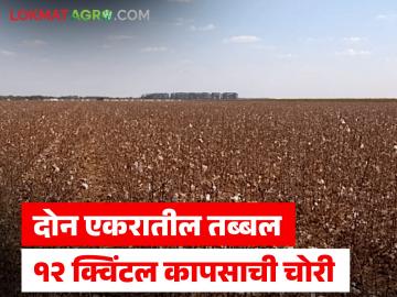 दहेगाव शिवारात दोन एकरातील १२ क्विंटल कापसाची चोरी; किमान ९६ हजार रुपयांचे नुकसान - Marathi News | 12 quintals of cotton stolen from two acres in Dahegaon Shivara; Loss of at least Rs 96 thousand | Latest News at Lokmat.com