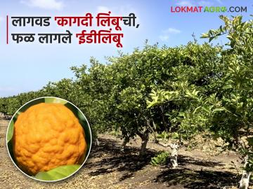 कृषी विज्ञान केंद्रामार्फत घेतलेल्या लिंबाच्या कलमांना लिंबूऐवजी लागले ईडीलिंबू; शेतकऱ्याचे आर्थिक नुकसान - Marathi News | Lemon cuttings taken from Krishi Vigyan Kendra turned into ED lemons instead of lemons; Farmer suffers financial loss | Latest News at Lokmat.com