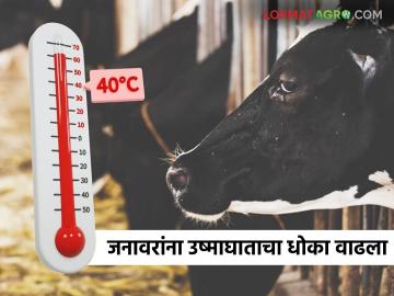 पशुसंवर्धन विभागाने दिला महत्वाचा सल्ला; 'अशी' घ्या जनावरांची उन्हाळ्यात काळजी - Marathi News | Animal Husbandry Department gave important advice; Take care of animals in summer like this | Latest News at Lokmat.com पशुसंवर्धन विभागाने दिला महत्वाचा सल्ला; 'अशी' घ्या जनावरांची उन्हाळ्यात काळजी - Marathi News | Animal Husbandry Department gave important advice; Take care of animals in summer like this | Latest News at Lokmat.com