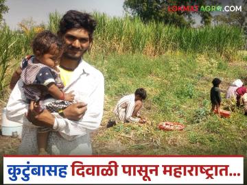 स्थानिकांची मजुरी परवडेना; महाराष्ट्रात कांदा काढणीला मध्यप्रदेशातील हजारो मजूर - Marathi News | Locals' wages cannot be afforded; Thousands of laborers from Madhya Pradesh go to harvest onions in Maharashtra | Latest News at Lokmat.com
