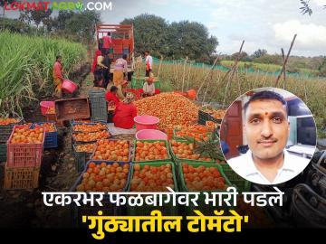 Tomato Farming Success Story : एकरभर फळबागेवर भारी पडले टोमॅटो; वीस गुंठ्यात लाखोंचे उत्पन्न घेणारे शिवहार पाटील - Marathi News | Tomato Farming Success Story: Tomatoes dominate an acre of orchard; Shivhar Patil earns lakhs in twenty gunthas | Latest News at Lokmat.com