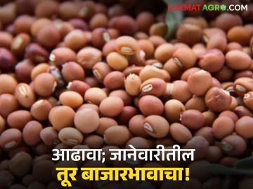 तुरीचे भाव जानेवारीत वधारणार? की होणार कमी; जाणून घ्या जानेवारीतील तूर बाजाराचा आढावा - Marathi News | Will the price of tur increase in January? Or will it decrease; Know the review of the tur market in January | Latest News at Lokmat.com तुरीचे भाव जानेवारीत वधारणार? की होणार कमी; जाणून घ्या जानेवारीतील तूर बाजाराचा आढावा - Marathi News | Will the price of tur increase in January? Or will it decrease; Know the review of the tur market in January | Latest News at Lokmat.com