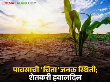 पावसाने पाठ फिरवल्यामुळे शेतकऱ्यांची चिंता वाढली; 'या' जिल्ह्यात २२ जुलैपर्यंत तब्बल २५ टक्के पावसाची तूट - Marathi News | Farmers' worries increased as rains turned away; 'Ya' district has a 25 percent rainfall deficit till July 22 | Latest News at Lokmat.com पावसाने पाठ फिरवल्यामुळे शेतकऱ्यांची चिंता वाढली; 'या' जिल्ह्यात २२ जुलैपर्यंत तब्बल २५ टक्के पावसाची तूट - Marathi News | Farmers' worries increased as rains turned away; 'Ya' district has a 25 percent rainfall deficit till July 22 | Latest News at Lokmat.com