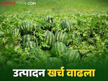 Watermelon Crop : हवामान बदलामुळे टरबूज पीक संकटात; यंदा उत्पादन खर्च वाढला - Marathi News | Watermelon Crop: Watermelon crop in crisis due to climate change; Production costs increased this year | Latest News at Lokmat.com