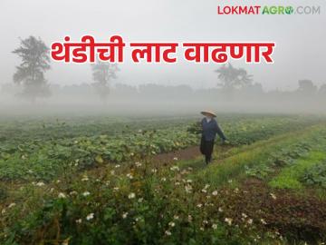 Winter Update : राज्यात सर्वत्र धुक्याची चादर कायम; थंडीची लाट वाढणार - Marathi News | Winter Update: Fog blankets the entire state; Cold wave will increase | Latest News at Lokmat.com