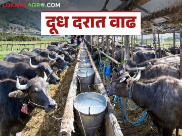 Dudh Dar : राज्यातील 'या' दूध संघाने केली खरेदी दरात दोन रुपयांची वाढ - Marathi News | Dudh Dar: 'Ya' milk association in the state increases the purchase price by two rupees | Latest News at Lokmat.com