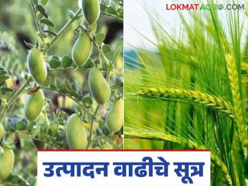 हरभरा व गहू पिकाचे उत्पादन होईल दुप्पट; विसरू नका 'या' फायद्याच्या बाबी - Marathi News | The production of gram and wheat crops will double; don't forget these benefits | Latest News at Lokmat.com हरभरा व गहू पिकाचे उत्पादन होईल दुप्पट; विसरू नका 'या' फायद्याच्या बाबी - Marathi News | The production of gram and wheat crops will double; don't forget these benefits | Latest News at Lokmat.com