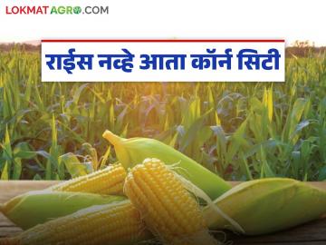 राईस नव्हे आता कॉर्न सिटी म्हणून 'या' जिल्ह्याची ओळख निर्माण होणार; शासनाकडे ३५ कोटींचा आराखडा सादर - Marathi News | This district of the state will now be known as Corn City, not Rice City; A plan worth Rs 35 crores will be submitted to the government | Latest News at Lokmat.com राईस नव्हे आता कॉर्न सिटी म्हणून 'या' जिल्ह्याची ओळख निर्माण होणार; शासनाकडे ३५ कोटींचा आराखडा सादर - Marathi News | This district of the state will now be known as Corn City, not Rice City; A plan worth Rs 35 crores will be submitted to the government | Latest News at Lokmat.com