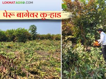 अन् पेरूच्या बागेवर घातले घाव; उत्पन्न न मिळाल्याने शेतकरी त्रस्त - Marathi News | And Peru's orchards are damaged; farmers are suffering due to lack of income | Latest News at Lokmat.com