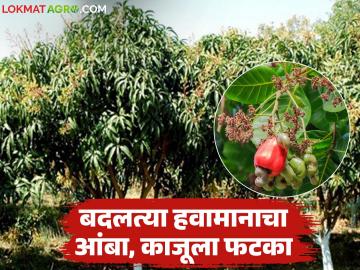 हवामान बदलाचा होतोय शेतीवर थेट परिणाम; आंबा, काजू, नारळ बागांना फटका - Marathi News | Climate change is having a direct impact on agriculture; Mango, cashew, coconut orchards are affected | Latest News at Lokmat.com