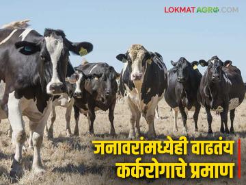 जनावरांमध्येही वाढतंय कर्करोगाचे प्रमाण; जाणून घ्या काय आहेत लक्षणे, निदान अन् उपचार पद्धती - Marathi News | Cancer rates are increasing in animals too; Know the symptoms, diagnosis and treatment methods | Latest News at Lokmat.com