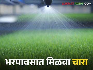 Green Fodder Management मक्याचे दाणे भिजवा; जनावर तगडं बनवा! - Marathi News | Green Fodder Management Soak maize grains; Make animals stronger! | Latest News at Lokmat.com