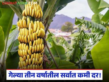 केळीचे दर घसरल्याने शेतकरी अडचणीत; व्यापाऱ्यांच्या विनवण्या करण्याची शेतकऱ्यांवर वेळ - Marathi News | Farmers in trouble as banana prices fall; Farmers have time to plead with traders | Latest News at Lokmat.com