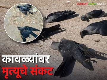 चार दिवसांत २२ कावळ्यांचा मृत्यू; बर्ड फ्लू, व्हायरल इन्फेक्शन की उष्माघात? शोध सुरू - Marathi News | caara-daivasaanta-22-kaavalayaancaa-martayauu-barada-phalauu-vahaayarala-inaphaekasana-kai-usamaaghaata-saodha-saurauu | Latest News at Lokmat.com