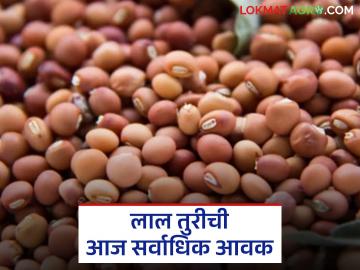 लाल तुरीची आज राज्यात सर्वाधिक आवक; वाचा तुरीला काय मिळतोय दर - Marathi News | Red turi has the highest arrival in the state today; Read what price turi is getting | Latest News at Lokmat.com