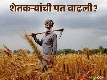 कापूस उत्पादकता वाढविण्यासाठी मोहीम; डाळींमध्ये स्वयंपूर्णता मिळविण्यासाठी सहा वर्षांचे अभियान - Marathi News | Campaign to increase cotton productivity; Six-year campaign to achieve self-sufficiency in pulses | Latest News at Lokmat.com