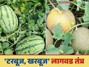 Crop Management : यंदा टरबूज, खरबूज लागवड करायची आहे ? मग 'हे' तंत्र वापरा आणि उत्पादन वाढवा - Marathi News | Crop Management: Want to plant watermelon and melon this year? Then use 'this' technique and increase production | Latest News at Lokmat.com