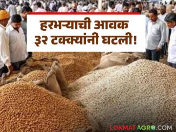 राज्याच्या बाजारात हरभऱ्याची आवक ३२ टक्क्यांनी घटली; वाचा दराची काय आहे स्थिती - Marathi News | Arrival of gram in the state market decreased by 32 percent; Read what is the status of the market | Latest News at Lokmat.com राज्याच्या बाजारात हरभऱ्याची आवक ३२ टक्क्यांनी घटली; वाचा दराची काय आहे स्थिती - Marathi News | Arrival of gram in the state market decreased by 32 percent; Read what is the status of the market | Latest News at Lokmat.com