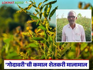 ऊस, कपाशी, मका पिकाला तूर ठरतेय पर्याय; शिवना टाकळीच्या बागायती पट्ट्यात शेतकऱ्यांची तुर शेतीला पसंती - Marathi News | Turmeric is becoming an alternative to sugarcane, cotton, and maize crops; Farmers in the Shivna Takli horticultural belt prefer tur cultivation | Latest News at Lokmat.com ऊस, कपाशी, मका पिकाला तूर ठरतेय पर्याय; शिवना टाकळीच्या बागायती पट्ट्यात शेतकऱ्यांची तुर शेतीला पसंती - Marathi News | Turmeric is becoming an alternative to sugarcane, cotton, and maize crops; Farmers in the Shivna Takli horticultural belt prefer tur cultivation | Latest News at Lokmat.com