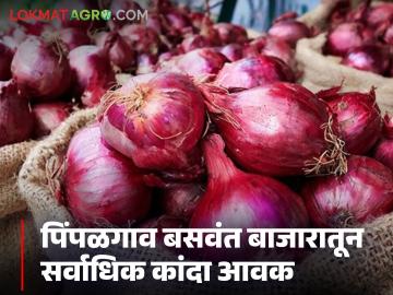 कोणता कांदा खातोय भाव? 'सोलापूर'चा लाल की 'नाशिक'चा उन्हाळ; वाचा आजचे कांदा बाजारभाव - Marathi News | Which onion is eating the price? Red of 'Solapur' or summer of 'Nashik'; Read today's onion market price | Latest News at Lokmat.com