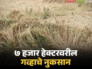 अवकाळीने मराठवाड्यातील ७ हजार हेक्टरवरील गव्हाचे नुकसान; हरभरा, मका, बाजरी यासह आंबा, मोसंबी फळबागांनाही बसला फटका - Marathi News | Unseasonal rains damage wheat on 7,000 hectares in Marathwada; gram, maize, millet, mango and citrus orchards also affected | Latest News at Lokmat.com