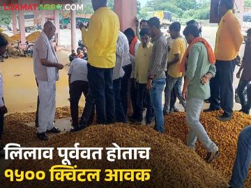 अकरा दिवसांच्या बंदनंतर संत नामदेव मार्केट यार्डातील हळद खरेदी-विक्री पूर्ववत; वाचा काय मिळतोय दर - Marathi News | After eleven days of closure, turmeric trading resumed in Sant Namdev Market Yard; Read what is the rate being offered | Latest News at Lokmat.com