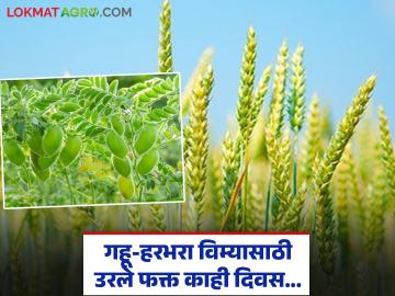 ज्वारीची मुदत संपली, आता गहू-हरभरा विम्यासाठी उरले फक्त काही दिवस; रब्बी पीक विमा योजना - Marathi News | Sorghum deadline has expired, now only a few days left for wheat-gram insurance; Rabi crop insurance scheme | Latest News at Lokmat.com ज्वारीची मुदत संपली, आता गहू-हरभरा विम्यासाठी उरले फक्त काही दिवस; रब्बी पीक विमा योजना - Marathi News | Sorghum deadline has expired, now only a few days left for wheat-gram insurance; Rabi crop insurance scheme | Latest News at Lokmat.com