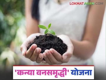 लेक जन्मताच अंगणात समृद्धी आणणारी कन्या वन समृद्धी योजनेकडे नागरिकांची पाठ; वाचा 'या' योजनेची काय आहेत फायदे - Marathi News | From birth, the girl brings prosperity to the household and courtyard; citizens are turning towards the Van Samruddhi Yojana; read about the benefits of this scheme | Latest News at Lokmat.com
