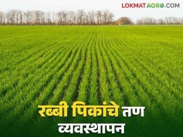 Rabi Crop Weed Management : रब्बी पिकांतील तण नियंत्रणाचे प्रभावी मार्ग - Marathi News | Rabi Crop Weed Management: Effective methods of weed control in Rabi crops | Latest News at Lokmat.com