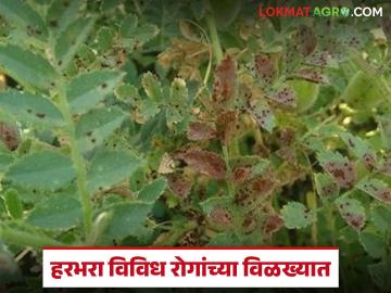 बदलत्या हवामानामुळे हरभरा पीक विविध रोगांच्या विळख्यात: उत्पादनात घट होण्याच्या भीतीने शेतकऱ्यांची चिंता वाढली - Marathi News | Gram crop vulnerable to various diseases due to changing weather: Farmers' concerns increased due to fear of decline in production | Latest News at Lokmat.com