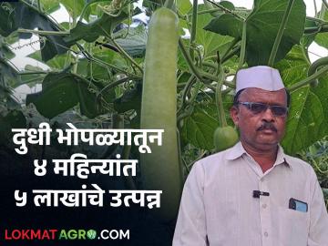 Success Story : १ एकर दुधी भोपळ्यातून ४ महिन्यात साडेसात लाखांचे उत्पादन! थेट मॉलला विक्री - Marathi News | Success Story of ashok raskar dudhi bhopala Production of seven and a half lakhs in 4 months from 1 acre of milk pumpkin! Selling directly to the mall | Latest agriculture News at Lokmat.com Success Story : १ एकर दुधी भोपळ्यातून ४ महिन्यात साडेसात लाखांचे उत्पादन! थेट मॉलला विक्री - Marathi News | Success Story of ashok raskar dudhi bhopala Production of seven and a half lakhs in 4 months from 1 acre of milk pumpkin! Selling directly to the mall | Latest agriculture News at Lokmat.com