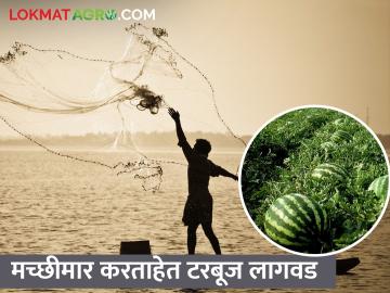 मासेमारी धोक्यात, मच्छीमारांनी धरली टरबूज लागवडीची कास - Marathi News | Fishing threatened, fishermen hold watermelon plantations | Latest News at Lokmat.com
