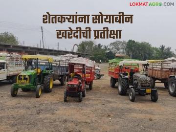 उद्दिष्ट पूर्ण झाल्याचे नाफेडने दिले कारण; अध्याप मोठ्या प्रमाणात सोयाबीन खरेदी बाकी - Marathi News | Nafed gave the reason that the target was met; teachers are yet to purchase a large quantity of soybeans | Latest News at Lokmat.com
