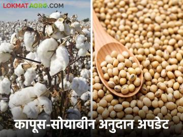 कापूस सोयाबीनचे अनुदान 'एवढ्याच' शेतकऱ्यांना मिळाले; उरलेल्या शेतकऱ्यांचे काय? वाचा सविस्तर - Marathi News | maharashtra agriculture cotton and soybean Producer subsidies farmer get money | Latest agriculture News at Lokmat.com