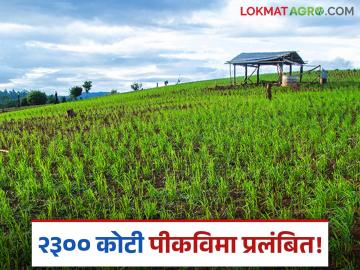 Crop Insurance : राज्याच्या दिरंगाईमुळे शेतकऱ्यांना विमा भरपाई नाही! खरिपाचे २२१९ कोटी अजूनही प्रलंबितच - Marathi News | Farmers are not getting insurance compensation due to state government's delay! 2219 crores of Kharif is still pending | Latest agriculture News at Lokmat.com