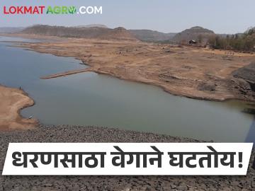 धरणसाठा खालावतोय! आता राज्यातील धरणांमध्ये किती पाणी उरलंय? - Marathi News | The dam stock is decreasing! Now how much water is left in the dams in the state? | Latest News at Lokmat.com