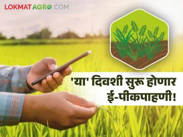 E-Pik Pahani : 'या' दिवसापासून सुरू होणार रब्बी हंगामातील ई-पीक पाहणी! - Marathi News | E-Pik Pahani : E-Pik Pahani of Rabi season to start from 'Ya' day! | Latest agriculture News at Lokmat.com