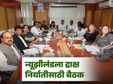 New Zealand Grapes Export : न्यूझीलंडला बंद असलेली द्राक्ष निर्यात सुरू करण्यासाठी कृषी विभाग अन् अपेडाकडून प्रयत्न सुरू! - Marathi News | New Zealand Grapes Export Efforts are underway to resume grape exports to New Zealand, which have been suspended! | Latest agriculture News at Lokmat.com