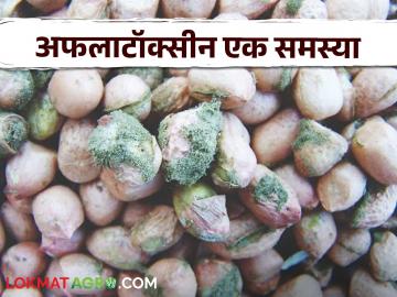 Aflatoxin : काय आहे अफलाटॉक्सिन? कोणत्या पिकावर होतो याचा प्रादुर्भाव? - Marathi News | Aflatoxin What is aflatoxin? Which crop is affected? | Latest agriculture News at Lokmat.com