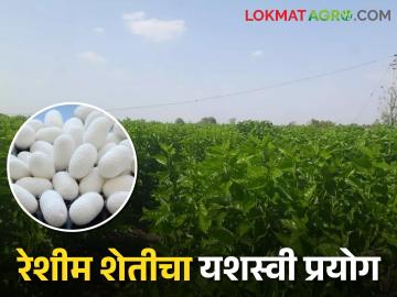 Success Story : तीन आठवड्यात चांगलं उत्पन्न, वर्धा जिल्ह्यातील शेतकऱ्यांची यशस्वी रेशीम शेती  - Marathi News | latest News Good income in three weeks, successful sericulture of farmers in Wardha district | Latest News at Lokmat.com