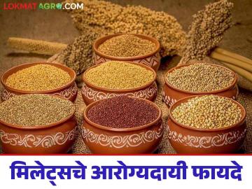 Millets : मिलेट्सचे आरोग्याला फायदे काय? का खावेत तृणधान्यांपासून बनलेले पदार्थ? - Marathi News | Millets What are the health benefits of millets? Why should you eat foods made from cereals? | Latest agriculture News at Lokmat.com Millets : मिलेट्सचे आरोग्याला फायदे काय? का खावेत तृणधान्यांपासून बनलेले पदार्थ? - Marathi News | Millets What are the health benefits of millets? Why should you eat foods made from cereals? | Latest agriculture News at Lokmat.com